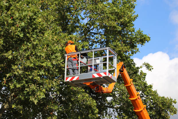 Tree Branch Trimming